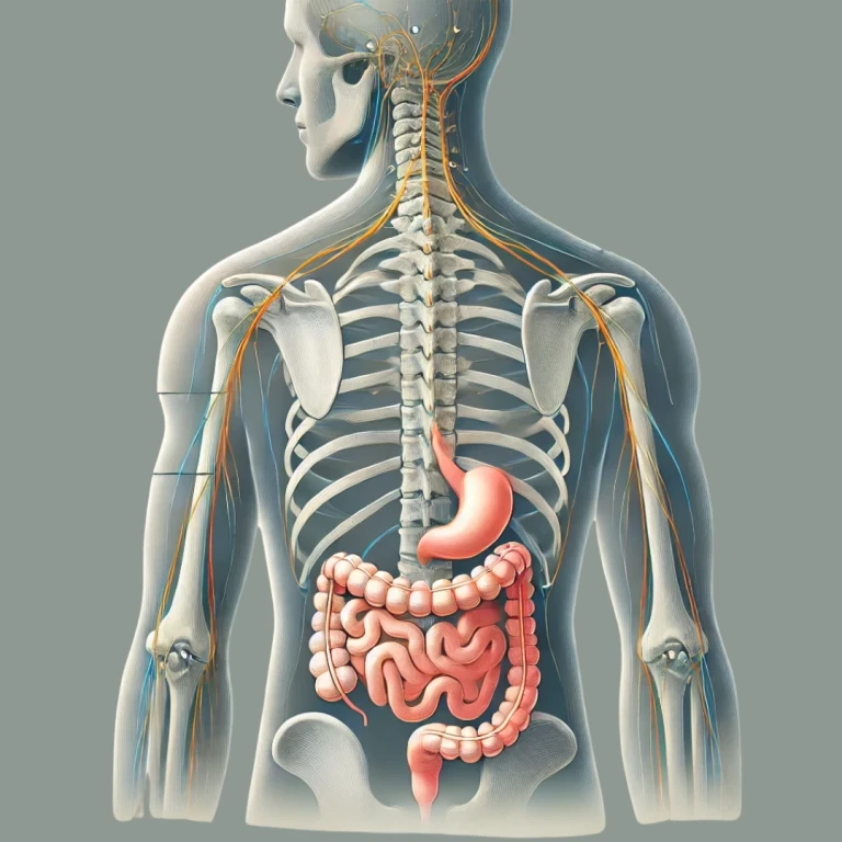 How Atlas Misalignment Affects Digestive Health